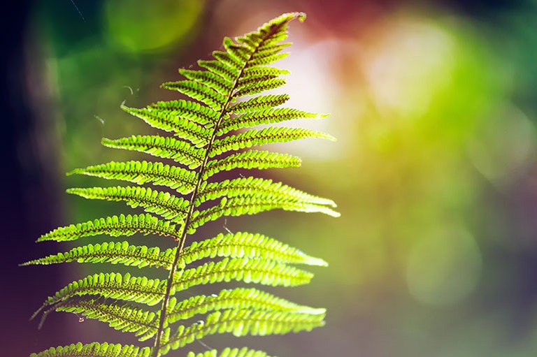 Soorten verzekeringen