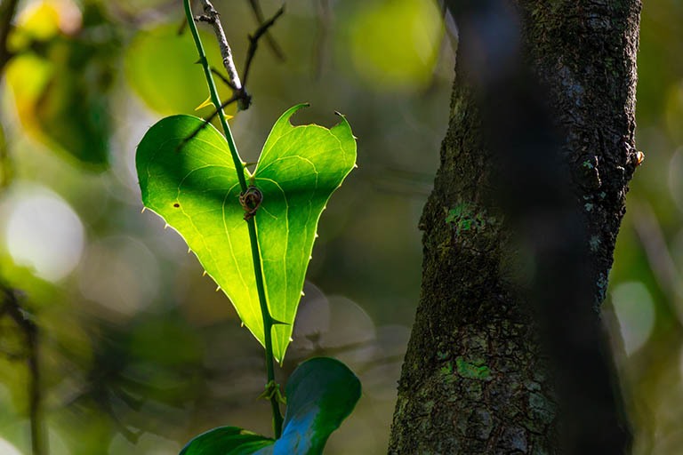 DLE en het GreenLeave-keurmerk
